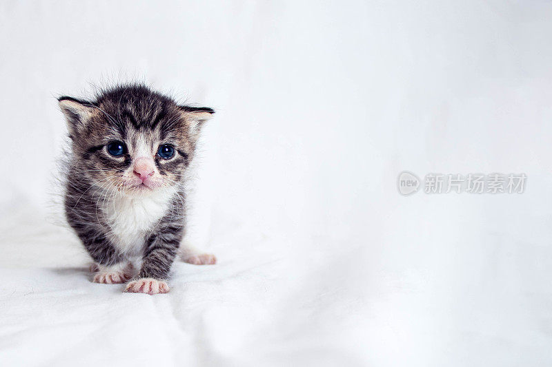 小猫肖像/右复制空间